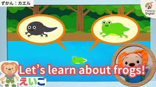 【英語・子供向け】図鑑：カエル🐸楽しく学ぼう！＜ミライコイングリッシュ＞