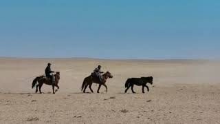 牧畜民が馬を捕まえる「套馬」の技術を披露　内モンゴル自治区