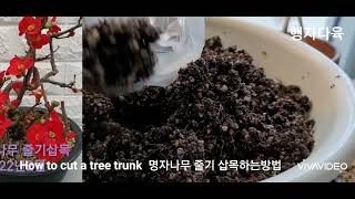 명자나무 줄기삽목 하는방법 💐 How to cut a tree trunk