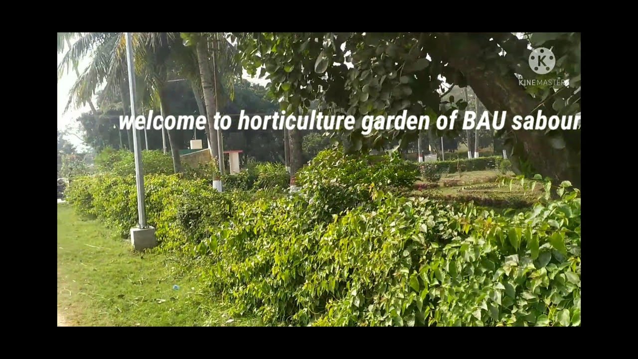 Horticulture Harden Of BAU(bihar Agricultural University)BAC Sabour ...