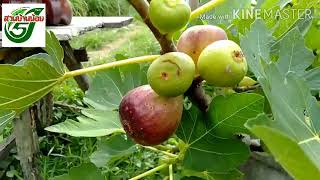 มะเดื่อฝรั่ง สายพันธุ์ญี่ปุ่น #Figs.(Japan)