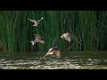 Insane Super Slow Motion - Birds in Flight!