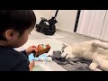 爆睡するシベリアンハスキーの近くでまったりする弟 a younger brother relaxing near his sleeping siberian husky.