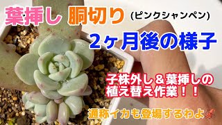 【多肉植物】葉挿し＆胴切り！2ヶ月後の様子紹介！子株外しと植え替えもするよ！！