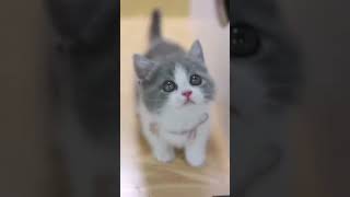 Cute cat video #shorts #cat #cute #viral #trending