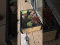 diy succulent planter box.