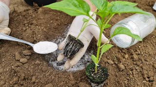 Plant peppers this way for an early and bountiful harvest