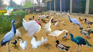 Cute Animals in Action: Crane, Baby Ducks,  Turkey 🦃, Peacock, Rooster, cute baby animals videos