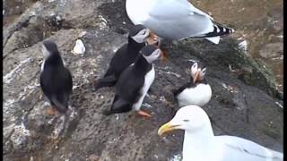 Puffin and Gulls