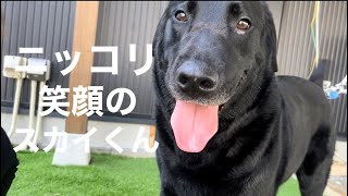 ラブラドールレトリバー スカイくん 5歳 【Labrador retriever】