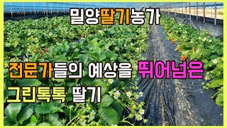 89. 전문가들의 예상을 뛰어넘은 그린톡톡 딸기 #천연비료 #무농약 #식물영양제 #막걸리비료 #텃밭가꾸기 #베란다텃밭 #화초키우기 #퇴비 #식물살충제 #식테크 #식집사 #유기농