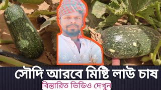 সৌদি আরবে মিষ্টি লাউ চাষ বিস্তারিত ভিডিও দেখুন