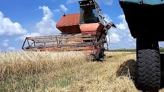 Комбайн Нива СК-5 уборка озимого ячменя сеяного весной. #СельхозТехника ТВ