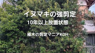 【10年以上放置状態】マキの剪定(イヌマキ)#強剪定【造園　植木屋　庭師　庭木　樹木　職人　高所作業】