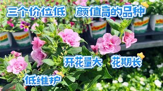 开花量大花期长的低维护花卉，Bidens，Bacopa，Calibrachoa 。【莎拉养花】2024年6月5日