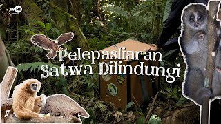 Pelepasliaran Satwa Dilindungi di Cagar Alam Gunung Tilu