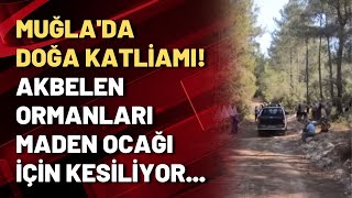 Muğla'da doğa katliamı: Akbelen Ormanları maden ocağı için kesiliyor!