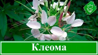 Цветок клеома – выращивание из семян, посадка и уход за клеомой; как и когда сажать клеому