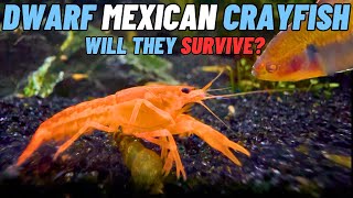 Incredible Dwarf Mexican Crayfish take on a 400 Gallon Community Tank