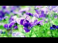 オカリナ「すみれの花咲く頃」”when the lilac blooms again” ocarina