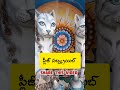 పిల్లులకు గుడి కట్టి పూజలు ఎక్కడో తెలుసా cat temple in karanataka