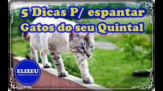 espantar gatos do seu quintal