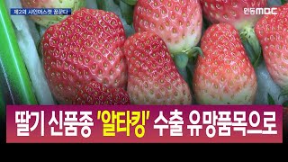 R)경북 딸기 신품종 '알타킹' 수출 유망품목으로 / 안동MBC