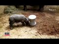 watch as baby rhino practices his intimidating charge