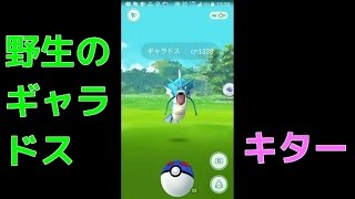 【ポケモンGO実況】　野生のギャラドス　キター！！