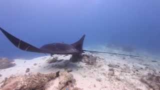 Manta Ray, Manta birostris, Din's Flying Angel, Raja Ampat, Indonesia