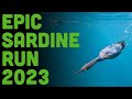 SARDINE RUN 2023