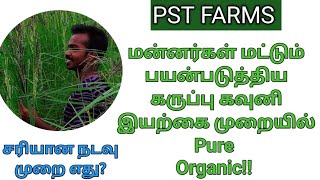 மன்னர்கள் மட்டும் பயன்படுத்திய கருப்பு கவுனி .சரியான நடவு முறை மற்றும் சந்திக்கும் இடர்ப்பாடுகள் .