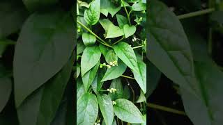 Bachali kura aaku/Malabar spinach plant..... Comment us have u seen n tried for your daily meals.👍🙂