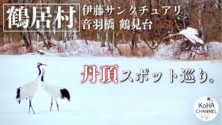 【北海道 釧路 鶴居村】厳冬期のタンチョウスポット3選巡り。想像以上にたくさんいました。