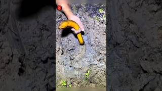 Snake Found During Digging Soil #shortvideo