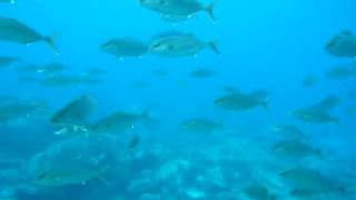 八丈島 ダイビング 回遊魚の群れ　比三一 ダイバーズ・クラブ