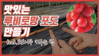 맛있는 루비로망 포도 만들기 (feat.포도나무 키우는 법) [기분좋은농부/포도]