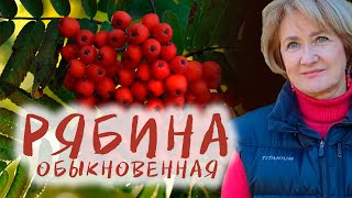 Рябина – растение-универсал