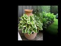 🌸 funkien oder hostas im topf oder garten der hingucker für deko outdoor