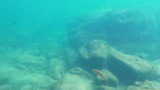 Swimming With Cichlids - Shallow Rocky Habitat at Kekese, Lake Tanganyika