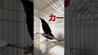 [カラスが「カー！」と鳴く時代は終わった？]#shorts