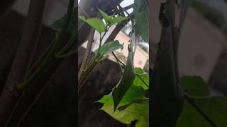 Maa mulberry chettu ki fruiting start ayyndhi friends