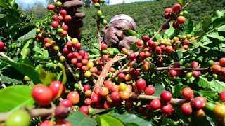 Coffee farming: Leaders blame laws for dwindling fortunes