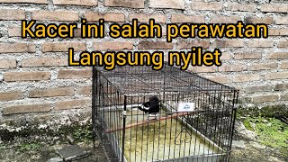 Kacer tipe panas nyilet