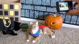 Trying to Capture a Halloween Cat Photo!