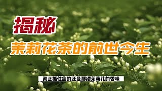 揭秘｜茉莉花茶的前世今生，这家伙背后的事还挺多