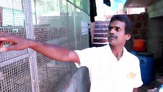 BV380 മുട്ട കോഴി വളർത്തൽ ലാഭകരമാണോ?  BV380 hen farming