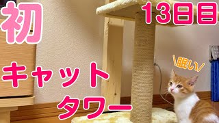 【猫の姉妹】初めてのキャットタワーで遊んだ子猫がこちらです// Cat climbing tower for the first time.