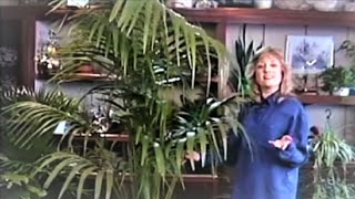 How to Care for the Magnificent Kentia palm