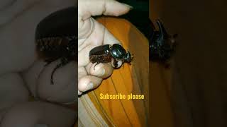 Coconut Rhinoceros beetle ( Oryctes rhinoceros L. ) #Beetle #shorts